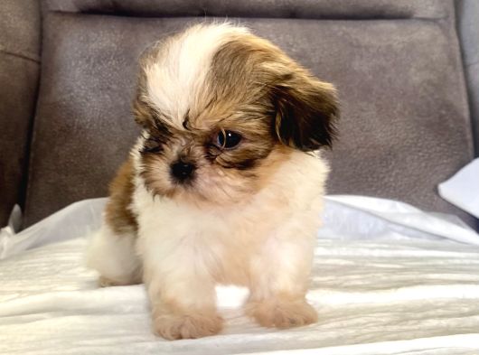Micro Teacup Shihtzu Erkek Yavrum görsel