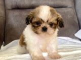 Micro Teacup Shihtzu Erkek Yavrum