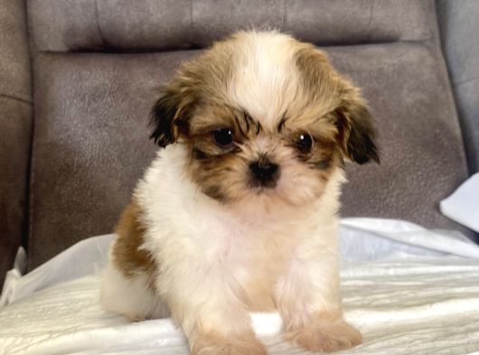 Micro Teacup Shihtzu Erkek Yavrum görsel