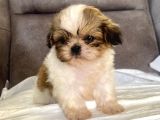 Micro Teacup Shihtzu Erkek Yavrum
