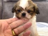 Micro Teacup Shihtzu Erkek Yavrum
