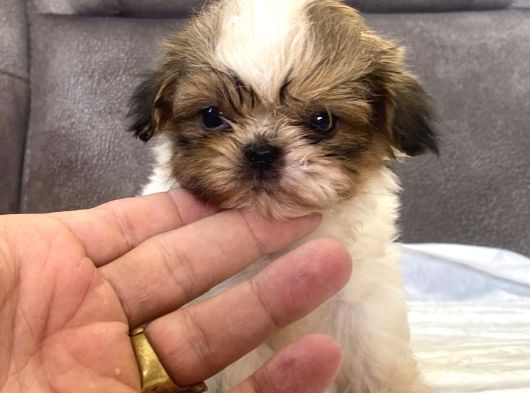 Micro Teacup Shihtzu Erkek Yavrum görsel