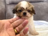MICRO TEACUP SHIHTZU ERKEK YAVRUM
