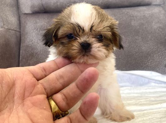 Micro Teacup Shihtzu Erkek Yavrum