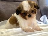 Micro Teacup Shihtzu Erkek Yavrum