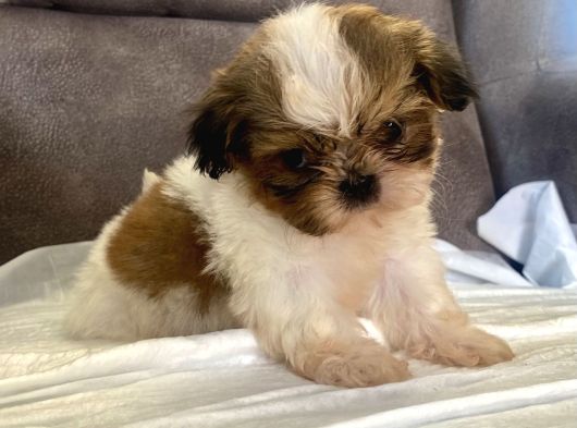 Micro Teacup Shihtzu Erkek Yavrum görsel