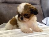 Micro Teacup Shihtzu Erkek Yavrum