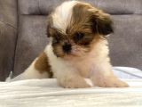 Micro Teacup Shihtzu Erkek Yavrum