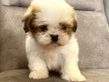 0 Numara Shihtzu Prensi̇mi̇z