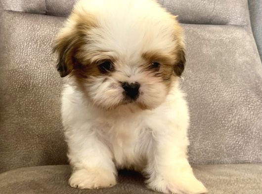 0 Numara Shihtzu Prensi̇mi̇z görsel