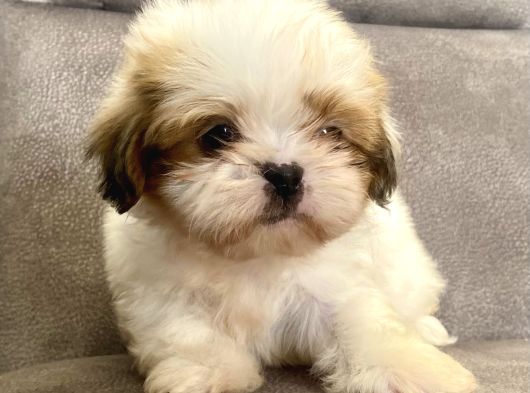 0 Numara Shihtzu Prensi̇mi̇z görsel