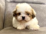 0 Numara Shihtzu Prensi̇mi̇z