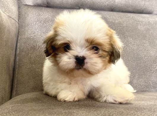 0 Numara Shihtzu Prensi̇mi̇z görsel