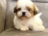0 NUMARA SHIHTZU PRENSİMİZ