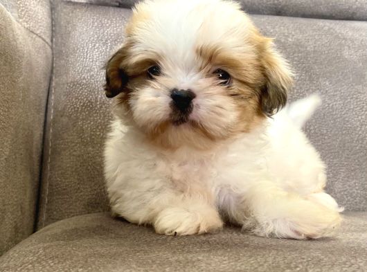 0 Numara Shihtzu Prensi̇mi̇z