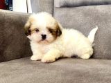 0 Numara Shihtzu Prensi̇mi̇z