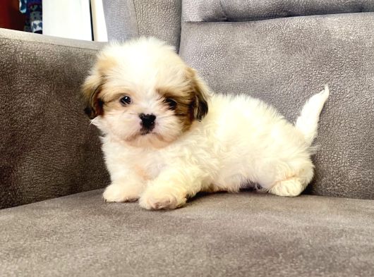 0 Numara Shihtzu Prensi̇mi̇z görsel