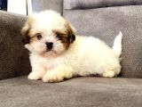 0 Numara Shihtzu Prensi̇mi̇z