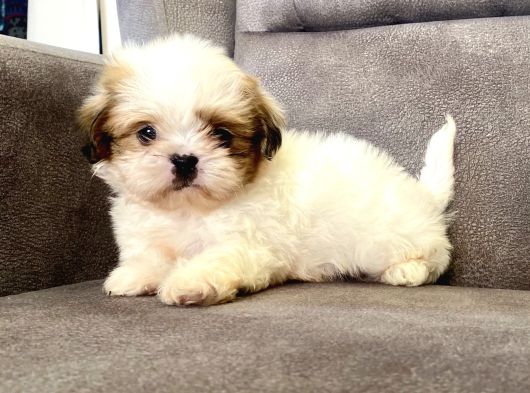 0 Numara Shihtzu Prensi̇mi̇z görsel