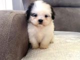 MİNİ BOY SHIHTZU KIZIMIZ