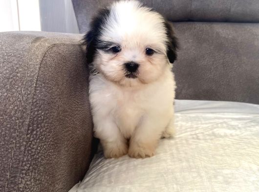 Mi̇ni̇ Boy Shihtzu Kizimiz
