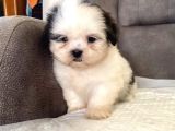 Mi̇ni̇ Boy Shihtzu Kizimiz