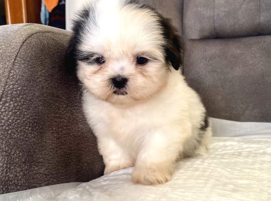 Mi̇ni̇ Boy Shihtzu Kizimiz görsel