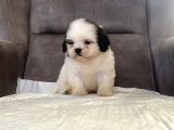 Mi̇ni̇ Boy Shihtzu Kizimiz