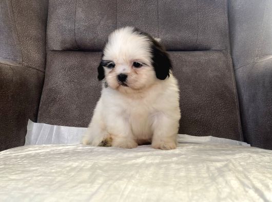 Mi̇ni̇ Boy Shihtzu Kizimiz görsel