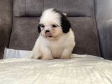Mi̇ni̇ Boy Shihtzu Kizimiz