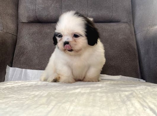 Mi̇ni̇ Boy Shihtzu Kizimiz görsel