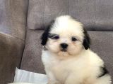 Mi̇ni̇ Boy Shihtzu Kizimiz