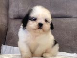 Mi̇ni̇ Boy Shihtzu Kizimiz