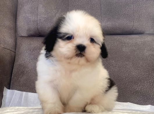Mi̇ni̇ Boy Shihtzu Kizimiz görsel