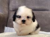 Mi̇ni̇ Boy Shihtzu Kizimiz