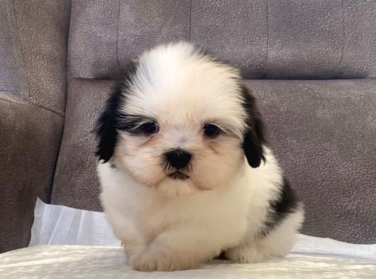 Mi̇ni̇ Boy Shihtzu Kizimiz görsel