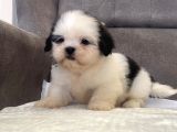 Mi̇ni̇ Boy Shihtzu Kizimiz