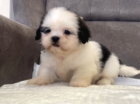 Mi̇ni̇ Boy Shihtzu Kizimiz görsel