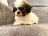 0 Numara Erkek Shihtzu Bebeği̇m