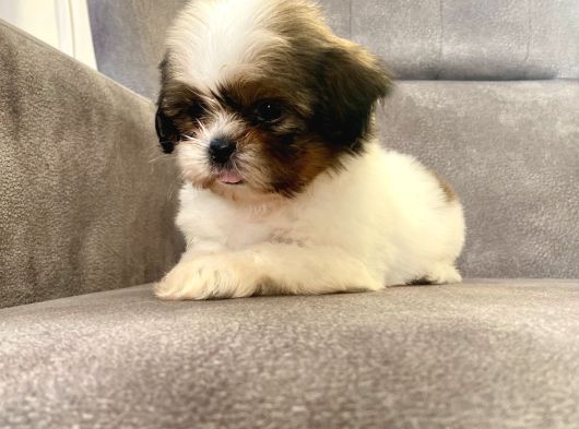 0 Numara Erkek Shihtzu Bebeği̇m görsel