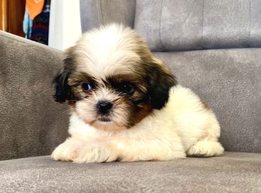 0 Numara Erkek Shihtzu Bebeği̇m görsel