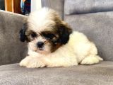 0 Numara Erkek Shihtzu Bebeği̇m