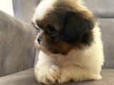 0 Numara Erkek Shihtzu Bebeği̇m