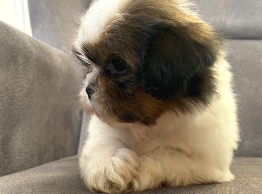0 Numara Erkek Shihtzu Bebeği̇m görsel