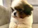0 Numara Erkek Shihtzu Bebeği̇m