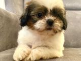 0 NUMARA ERKEK SHIHTZU BEBEĞİM