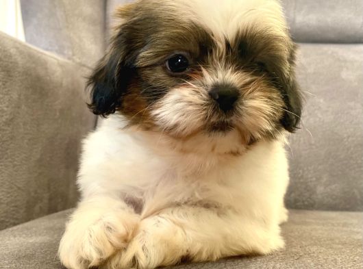 0 Numara Erkek Shihtzu Bebeği̇m