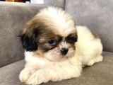 0 Numara Erkek Shihtzu Bebeği̇m