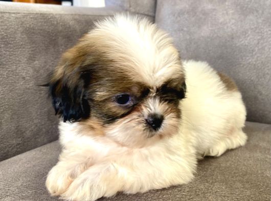 0 Numara Erkek Shihtzu Bebeği̇m görsel