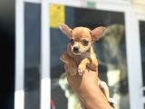 Ankarada ziyarete açık  Tea Cup chihuahua